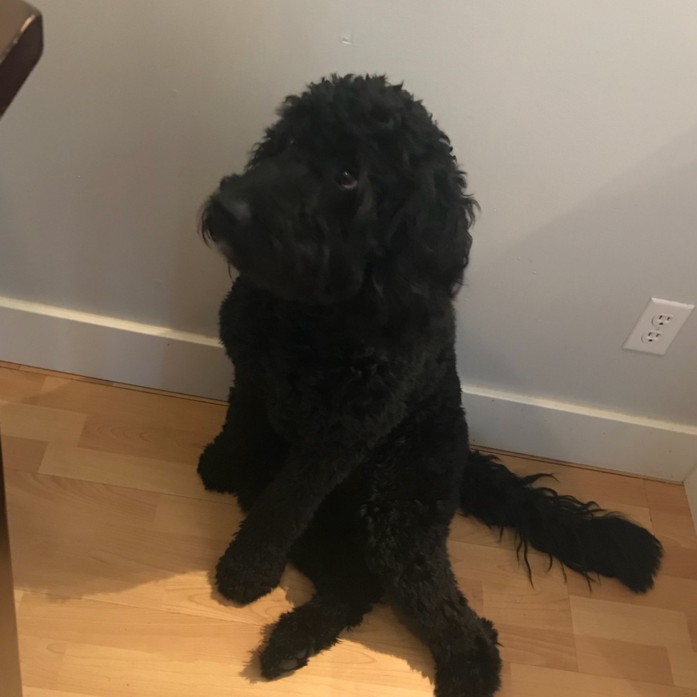 Meet your Posher, Thomas